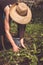 Farmer woman removing weeds