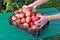 Farmer woman separate apples in plastic box