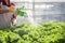 Farmer woman spray water lettuce vegetable in greenhouse