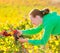 Farmer woman in vineyard harvest autumn in mediterranean