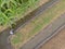 Farmer woman watering agriculture garden plant aerial view