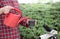 Farmer woman watering tomato seedling in greenhouse