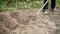 Farmer woman working in garden at home digging in beds for planting seeds. Gardener hoeing holes in soil with mattock