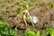 Farmer wooden man planting young seedlings salad in the vegetable garden