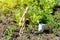 Farmer wooden man planting young seedlings salad in the vegetable garden. Selective focus