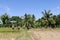 Farmer work on rice field