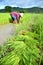 Farmer work in a rice plantation