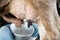 Farmer worker hand milking cow in cow milk farm.