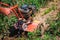 Farmer working with agriculture weeding machine around vegetable plants. Horticulture