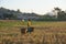 farmer working in asia rice field