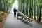 Farmer working in bamboo forest