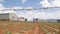 Farmer working in a cabbage field. Weeding remove weed with hoe. Vegetables, organic farming. Hand sowing and crop care