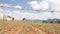 Farmer working in a cabbage field. Weeding remove weed with hoe. Vegetables, organic farming. Hand sowing and crop care