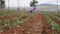 Farmer working in a cabbage field. Weeding remove weed with hoe. Vegetables, organic farming. Hand sowing and crop care