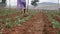 Farmer working in a cabbage field. Weeding remove weed with hoe. Vegetables, organic farming. Hand sowing and crop care