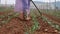 Farmer working in a cabbage field. Weeding remove weed with hoe. Vegetables, organic farming. Hand sowing and crop care