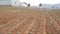 Farmer working in a cabbage field. Weeding remove weed with hoe. Vegetables, organic farming. Hand sowing and crop care