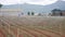 Farmer working in a cabbage field. Weeding remove weed with hoe. Vegetables, organic farming. Hand sowing and crop care