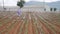 Farmer working in a cabbage field. Weeding remove weed with hoe. Vegetables, organic farming. Hand sowing and crop care