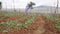 Farmer working in a cabbage field. Weeding remove weed with hoe. Vegetables, organic farming. Hand sowing and crop care