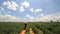 Farmer working in cassava field.