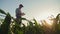 Farmer working in a cornfield, using smartphone