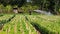 Farmer working crop plants at farm village. LAM DO