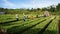 Farmer working crop plants at farm village. LAM DO