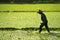 Farmer working in the fram