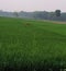 Farmer working green field