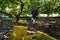 A farmer working in the hass avocado harvest season