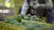 Farmer working in the hass avocado harvest season