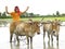 Farmer working in his paddy field