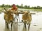 Farmer working in his paddy field