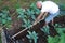 Farmer Working Hoeing Ground Vegetable Garden