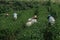 Farmer working in the lush fields of a terraced farm