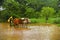 Farmer working in paddy field, full with muddy water with pair of oxen, near Lavasa