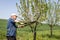 Farmer working with pruning shears in orchard