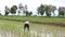 Farmer working in rice farm