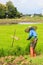 A farmer working rice plant in farm of Thailand