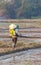 Farmer working rice plant in farm of Thailand