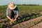 Farmer working on soybean plantation, examining crops development