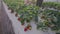 Farmer working at strawberry beds. Close up Red berries, hands inspecting row