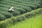 Farmer working in a tea field, Guangxi