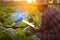 Farmer working in the tobacco field. Man is examining and using digital tablet to management, planning or analyze on tobacco plant