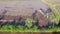 A farmer working during the tractor plowing fields - preparing land for sowing. Bali, Indonesia