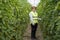 A farmer works in greenhouse. Working in tomato greenhouse.