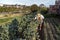 Farmer works harvest in a broccoli garden of a small family farm in the city of Marilia