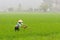 Farmer works on the rice fields.