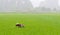 Farmer works on the rice fields